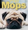 Benutzerbild von 77er Mops