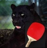 Benutzerbild von PingPongPanther